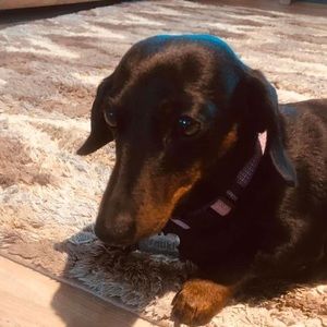 Meet your Posher, Joni